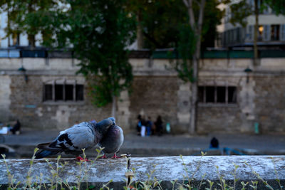 Close-up of bird perching on retaining wall