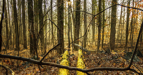 Trees in forest during autumn