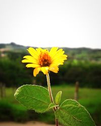 Close-up of yellow flower blooming on field against clear sky