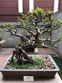 Statue against potted plants