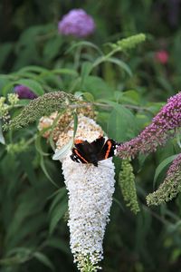 Close-up of butterfly pollinating on flower