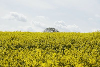 Scenic view of oilseed rape field against sky