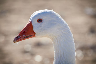 Close-up of bird