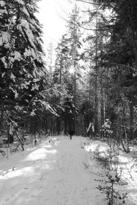 Trees on snow covered landscape