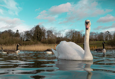 Swans swimming in lake against sky