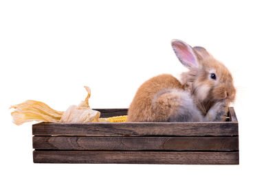 Close-up of an animal on wood against white background