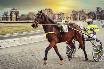 Horse cart in a city