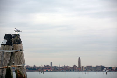 Seagull perching on wooden post in sea against sky