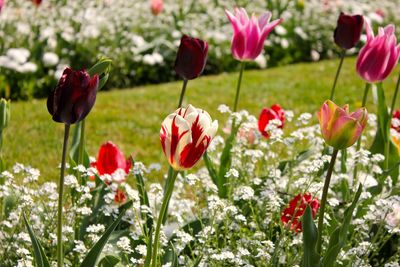 Close-up of poppy flowers growing in field