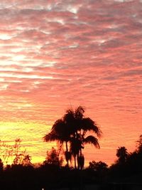 Silhouette of palm trees at sunset