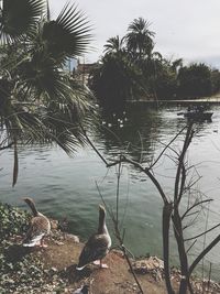 Birds swimming in lake against sky