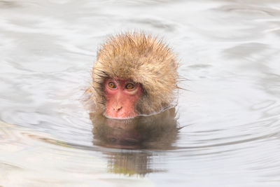 Japanese snow monkey in hot spring