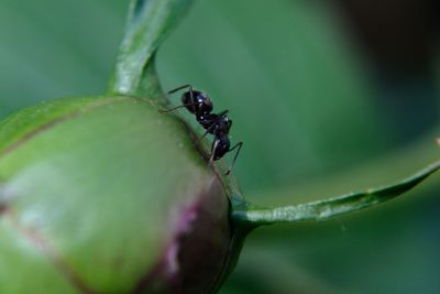 Close-up of ant on plant