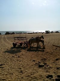 Horse on beach against sky