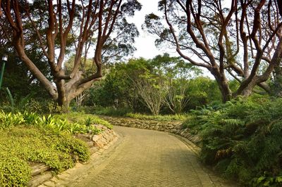 Narrow pathway along trees