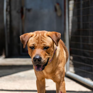 Close-up portrait of dog