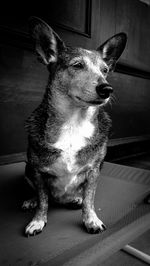 Close-up of dog looking away while sitting on floor at home