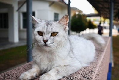 Close-up portrait of a cat