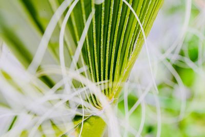 Close-up of green leaves