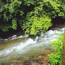 Scenic view of waterfall in forest