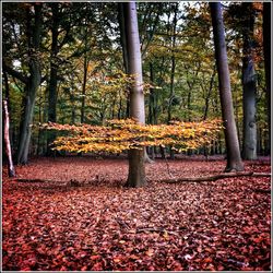 Sunlight falling on autumn leaves in forest