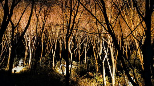 Low angle view of bare trees