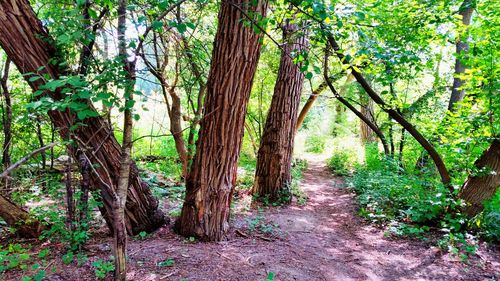 Trees in forest