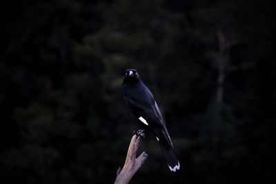 Close-up of bird