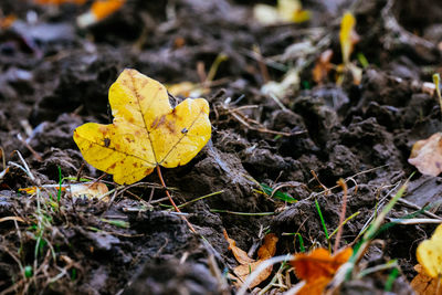 Close-up of dry leaves