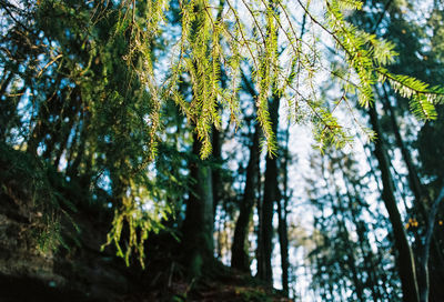 Low angle view of trees