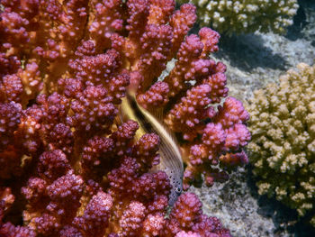 Close-up of fish swimming in sea