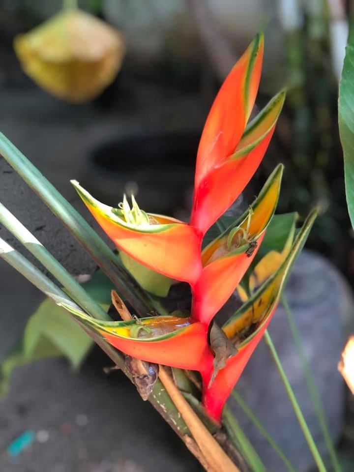 CLOSE-UP OF RED FLOWERING PLANT