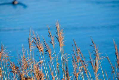 Close-up of plants against calm lake