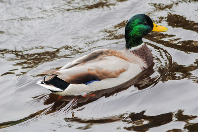 High angle view of male mallard duck swimming in lake