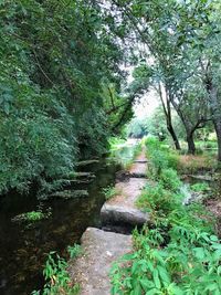 Scenic view of waterfall in forest