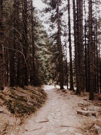 Trees in forest during winter