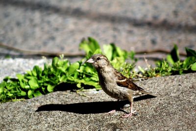 Close-up of bird perching on rock