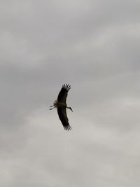 Low angle view of bird flying in sky