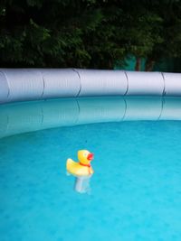 Close-up of toy floating on swimming pool