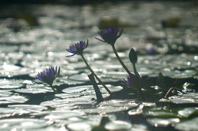 Close-up of water lily in lake