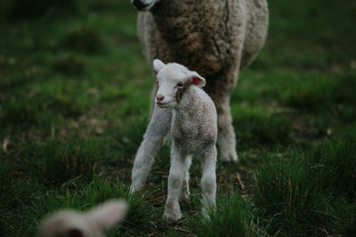 View of sheep on field