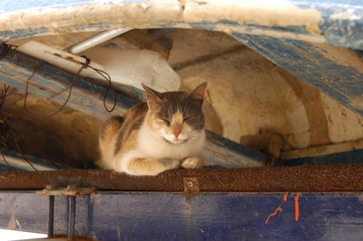 Portrait of a cat