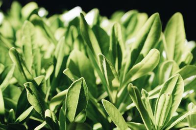 Close-up of fresh green plant
