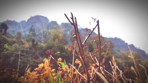 Close-up of plants on field against sky