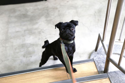 Portrait of black dog looking away