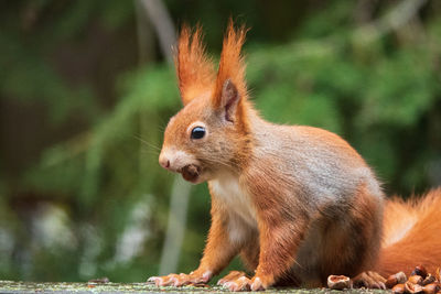 Close-up of squirrel