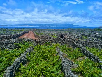 Scenic view of island vineyard 