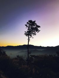 Silhouette tree on field against sky during sunset