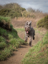 Portrait of a dog running on field