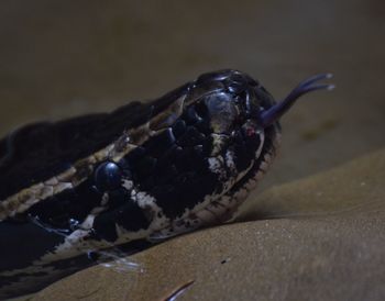 Close-up of turtle